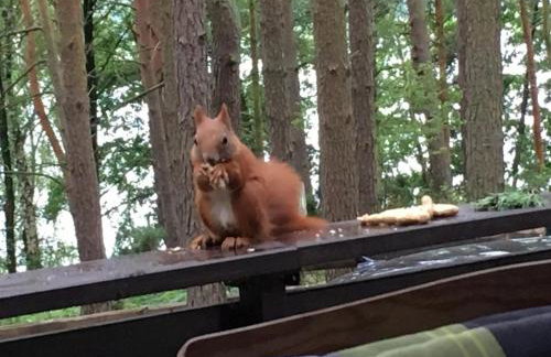 Domek letniskowy "Wiewiórka" - Foto 23