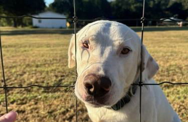 New Lux Cottage by Lake, King bed, Full Kit, Wi-Fi - Foto 23