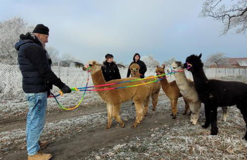 Märchenhaft urlauben auf dem Alpakahof - Foto 42