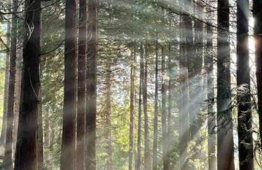 Osprey Hide - Photo 24