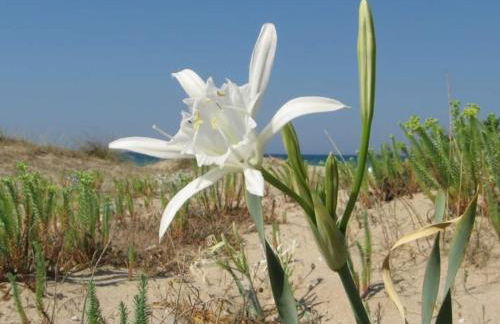 STELLA appartamento - Foto 17