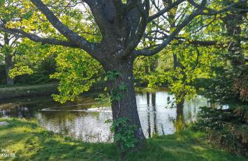 Violin house - Foto 6