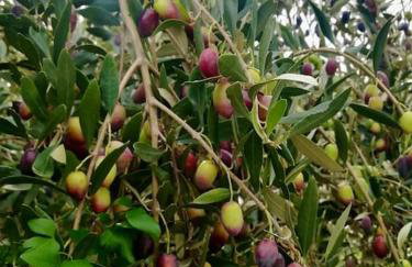 Olive Garden Studio - Foto 28