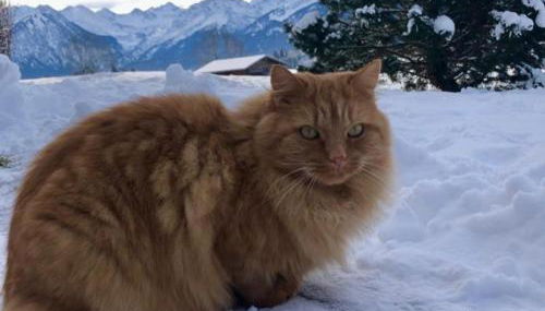 Hemerhof - Ferienwohnungen - Foto 2