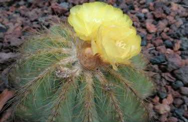 CAMPO DE SOBARBO - Guest House rural - Foto 79