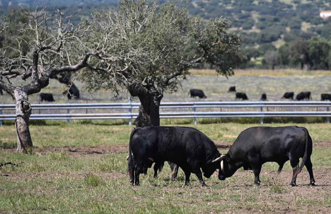 Tour del toro en 4x4 por los Llanos de Olivenza - Photo 2