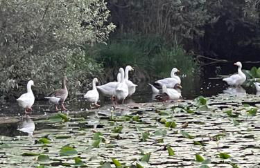 Laghi di Como appartamento di Licinia e Mario - Foto 2
