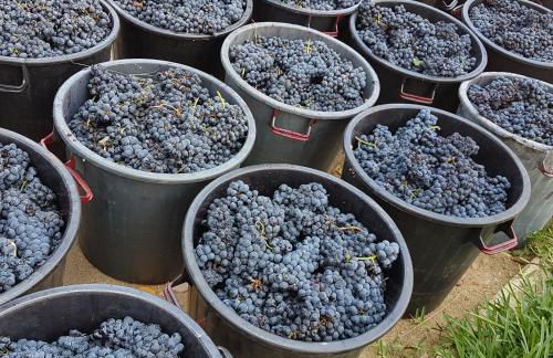 Quinta Barqueiros D'Ouro - Casa da Música - Photo 43