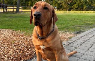 Hof Baden, Ferienwohnung - Foto 6