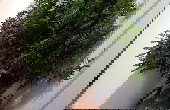 Dafne Marsala Centro - Foto 40