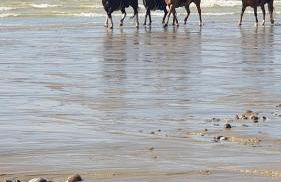 MOBILHOME du Marais EN BAIE DE SOMME - Foto 18