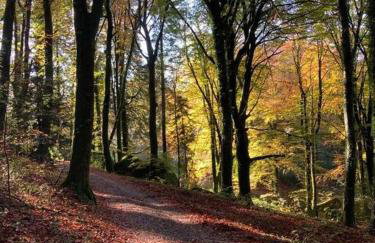 Maison en pierre dans le Sidobre - Foto 8