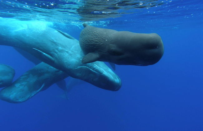 Family Holiday Villa Vacations Ponta Delgada - Foto 21