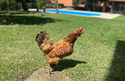 Casa em Friburgo com piscina, lareira suíte & quarto ATENCAO SABADO DIA 18 DE ABRIL TERA FESTA NA CHACARA - Foto 21