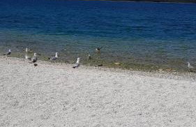 Apartments Ljube - Foto 10