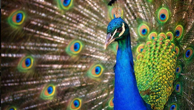 Pavo real en el Parque Natural de la Isla Phillip