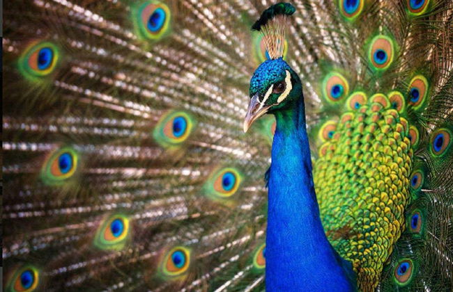 Entrada a los Parques Naturales de la Isla Phillip - Foto 5