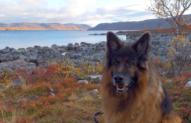 Willa kiiruna - Foto 25