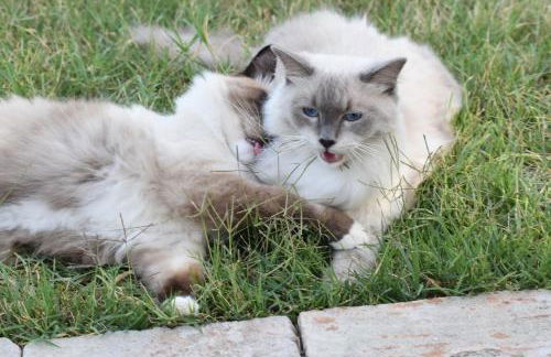 Tenuta Dei Vicini - Luxury Apartments - Foto 7