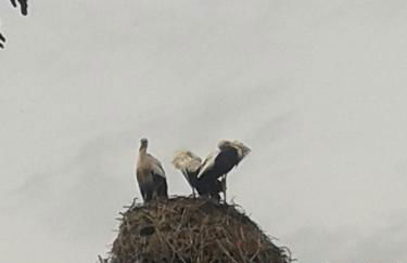 Wohnung Waltraud - Foto 47