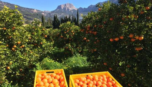 Finca Cas Sant - Foto 3, Garden, Garden view