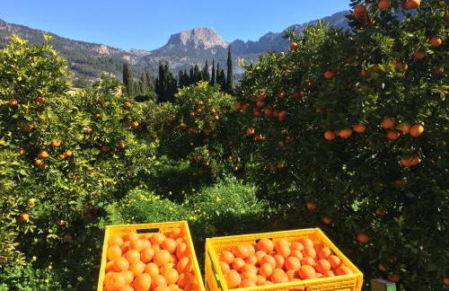 Finca Cas Sant - Foto 3