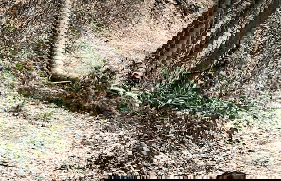 the backyard - Foto 61