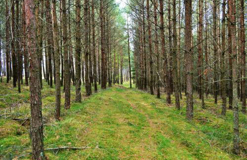 Leśne Zacisze domki letniskowe - Foto 39