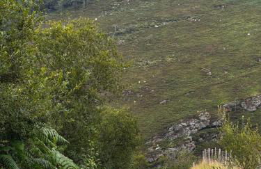 Breath of the Dove - Foto 28