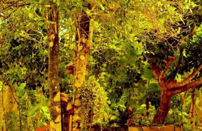 Charming & Historical 3-bed Bungalow in Hikkaduwa - Photo 28