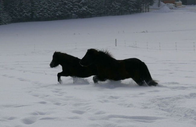 1 Fuchskreuzhof Comfortable Holiday Residence - Foto 14