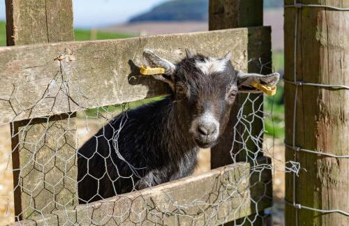 Copper Beech Lodge with Hot Tub - Foto 19