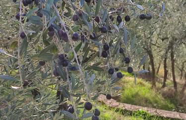 Agriturismo Cafaggio Primo - Foto 64