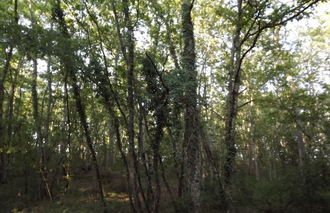 Tenuta i Lecci di Gurian Roberta Maura - Photo 74