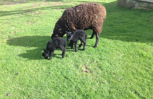 The Little cow shed - Foto 28