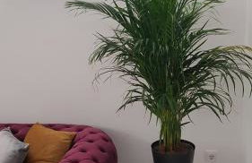 Apartamento Pepi Puerto (Adults Only) - Photo 16