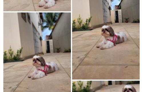 Casa à beira mar de Maragogi com 4 quartos, 4 banheiros e Área Verde - Foto 60