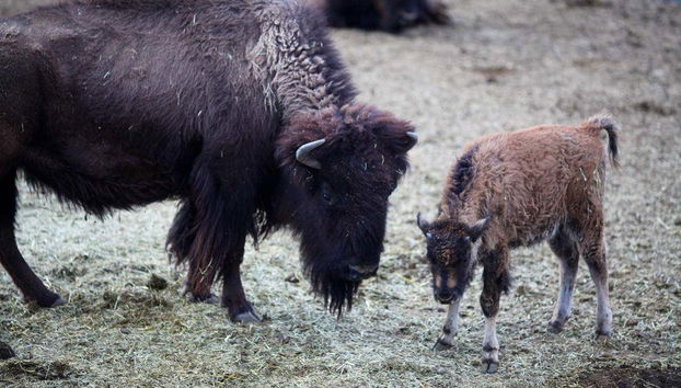 Joshua Tree Horseback Riding Tour - Foto 5
