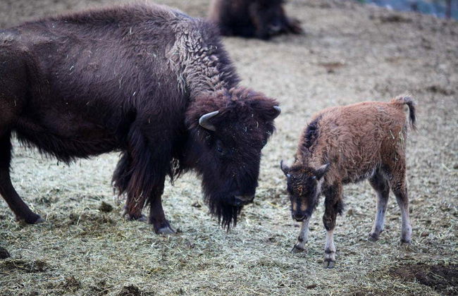 Joshua Tree Horseback Riding Tour - Photo 5