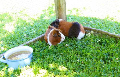 Ferienwohnungen Berger - Foto 7