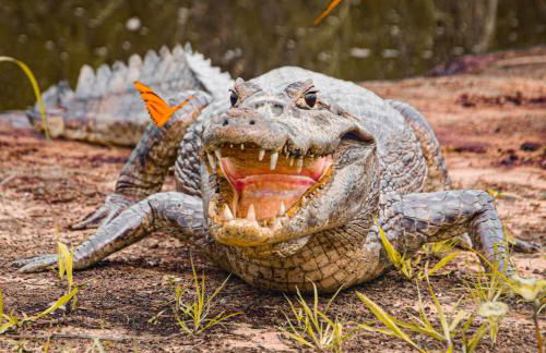 Pousada São João - Estrada Parque Pantanal - Photo 20