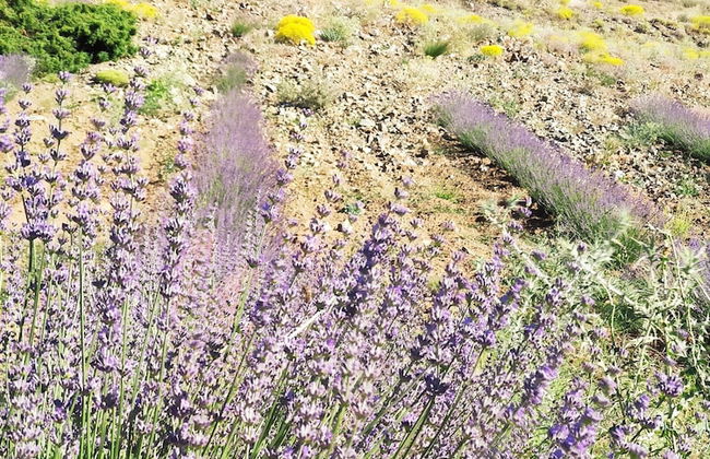 Beyaz Adalar Atlihan Apart Otel - Photo 39