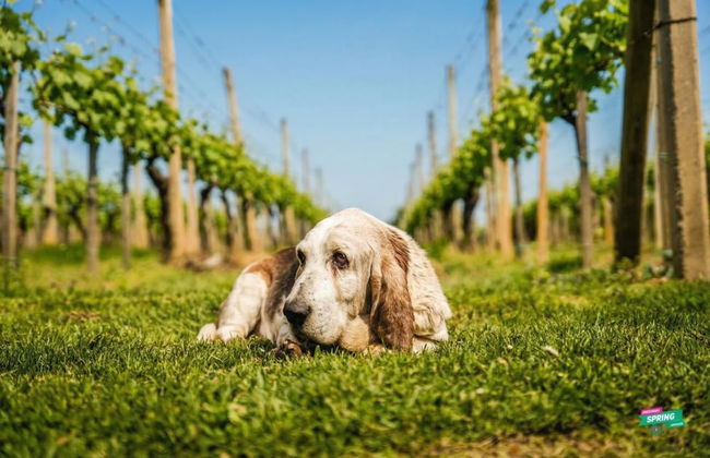 Hedonistic Vineyard Estate - Photo 24