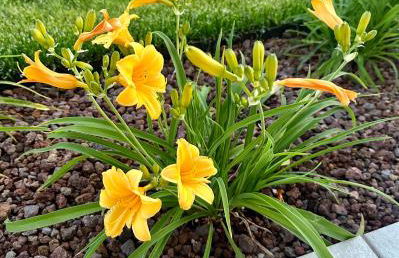 LA ROSA DEL SILE - Foto 33