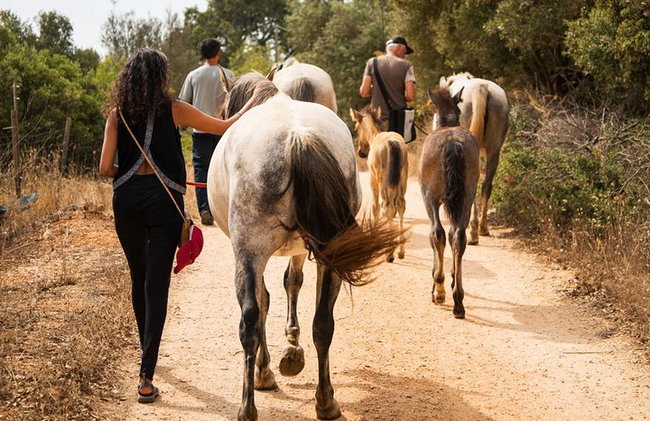 Santuario de Caballos: Un paseo por la naturaleza con Caballos Rescatados a tu lado - Foto 2