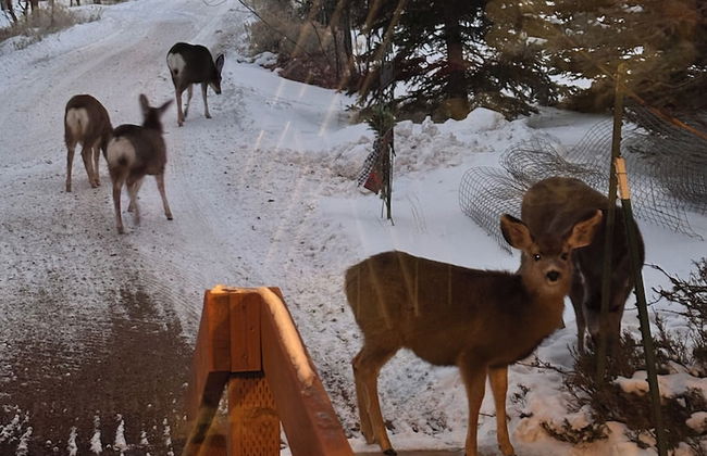 Mount Peale Country Inn and Cabins - Photo 72