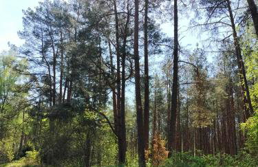 Leśna Chata kuracyjna nad rzeką z sauną w Borach Tucholskich - Foto 62