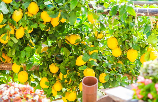 Trekking sul Sentiero dei Limoni - Foto 1