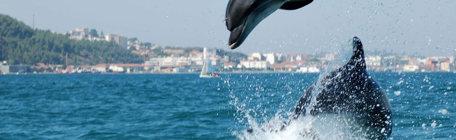 Avistamento de golfinhos no Estuário do Sado + Tour pela Arrábida