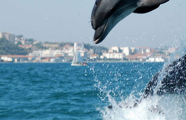 Sado Estuary Dolphin Watching & Arrábida Tour - Photo 1